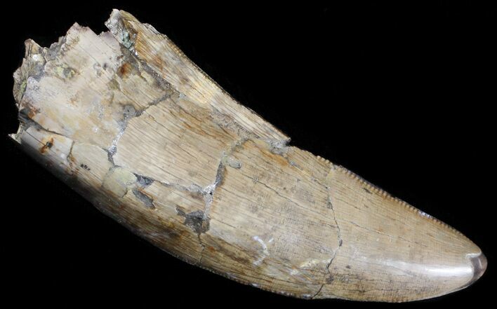 Tyrannosaur Tooth - Two Medicine Formation #62745